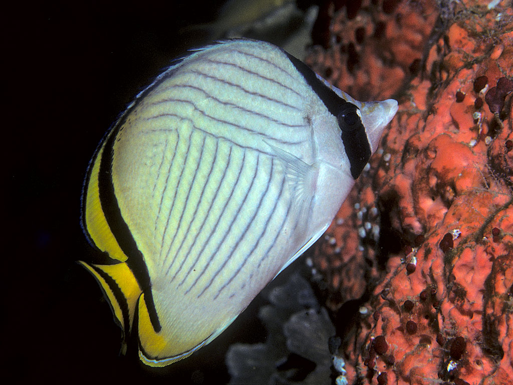 Chaetodon vagabundus (Pesce farfalla spigato)